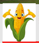 pic of corn